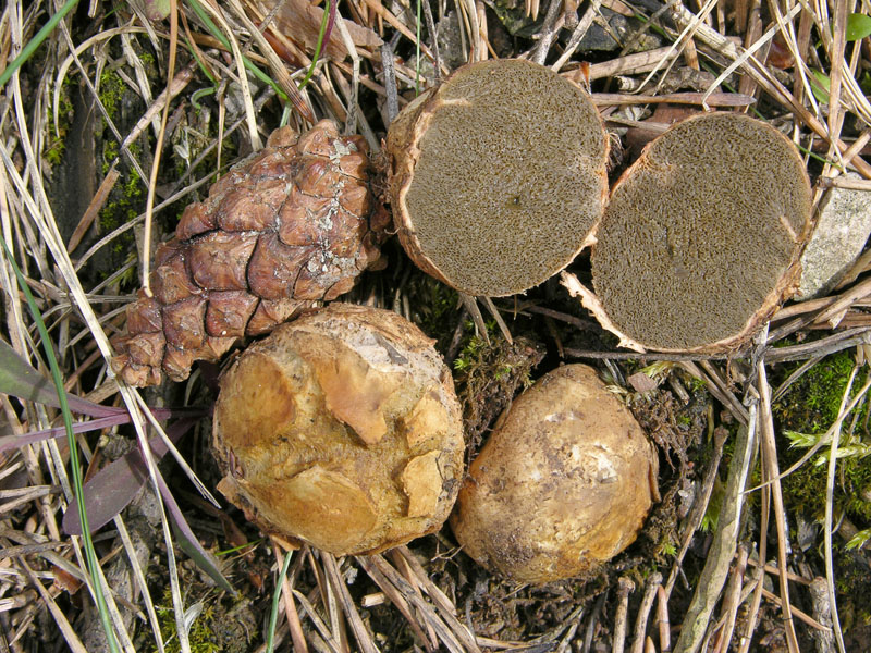 Eccoli i funghi.......